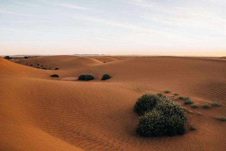Endless sand dunes and scattered shrubs in the Sahara Desert of Morocco at dusk.